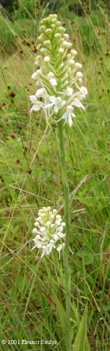 Platanthera blephariglottis (Willd.) Lindl.
