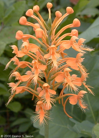 Platanthera ciliaris (L.) Lindl.