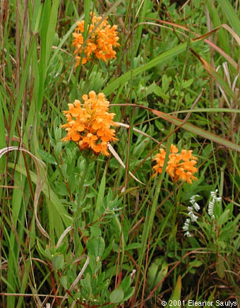 Platanthera ciliaris (L.) Lindl.