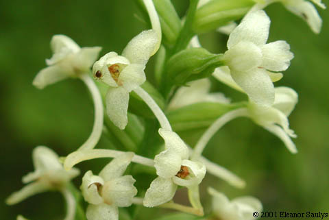 Platanthera clavellata (Michx.) Luer