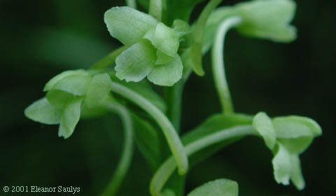 Platanthera clavellata (Michx.) Luer