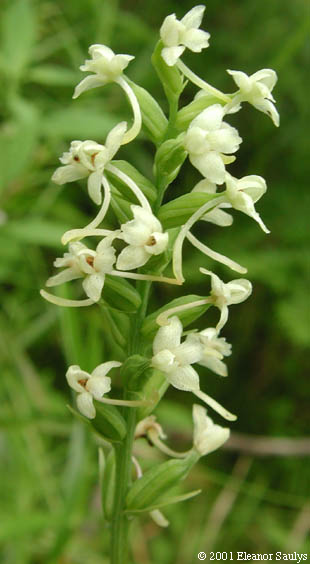 Platanthera clavellata (Michx.) Luer