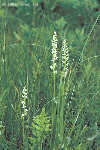 Platanthera dilatata (Pursh) Lindl. ex Beck