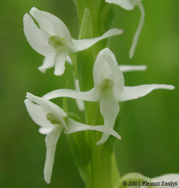 Platanthera dilatata (Pursh) Lindl. ex Beck