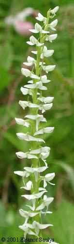 Platanthera dilatata (Pursh) Lindl. ex Beck