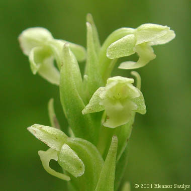 Platanthera flava (L.) Lindl.