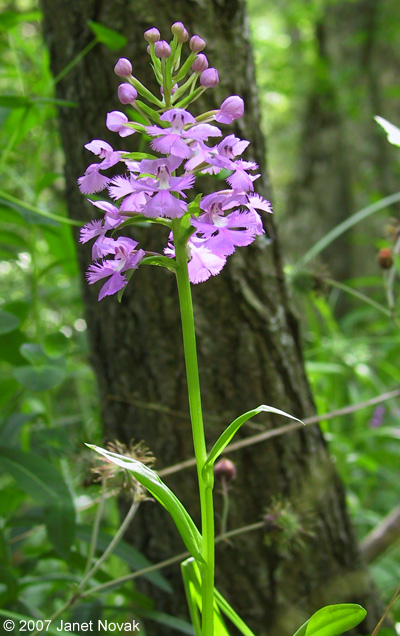 Platanthera grandiflora (Bigelow) Lindl.