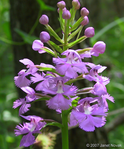 Platanthera grandiflora (Bigelow) Lindl.