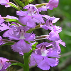 Platanthera grandiflora