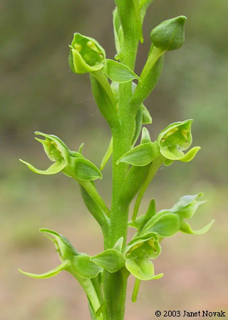 Platanthera hookeri (Torr. ex Gray) Lindl.
