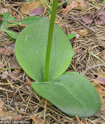 Platanthera hookeri (Torr. ex Gray) Lindl.