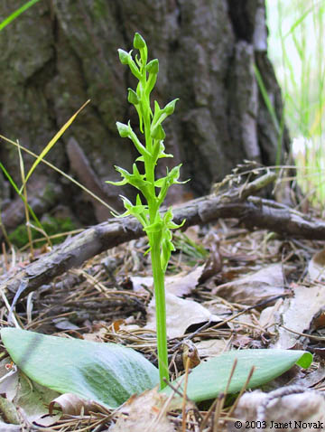 Platanthera hookeri (Torr. ex Gray) Lindl.