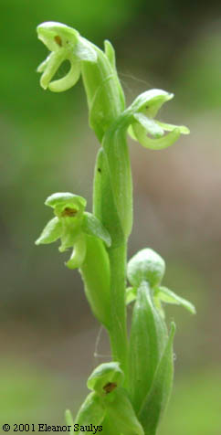 Platanthera hyperborea (L.) Lindl.