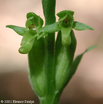 Platanthera hyperborea (L.) Lindl.