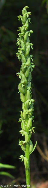 Platanthera hyperborea (L.) Lindl.