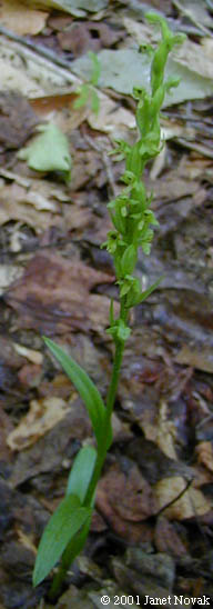 Platanthera hyperborea (L.) Lindl.