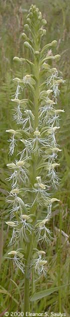 Platanthera lacera (Michx.) G. Don