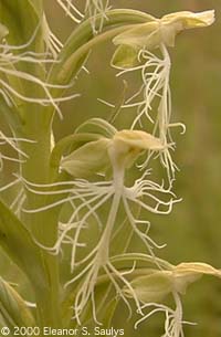 Platanthera lacera (Michx.) G. Don