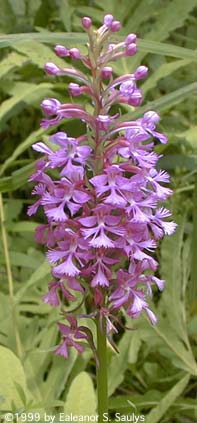 Platanthera psycodes (L.) Lindl.