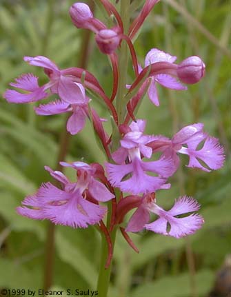 Platanthera psycodes (L.) Lindl.
