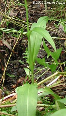 Platanthera psycodes (L.) Lindl.