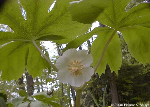 Podophyllum peltatum L.