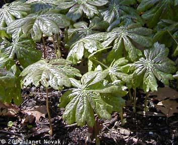Podophyllum peltatum L.