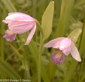 Pogonia ophioglossoides (L.) Ker-Gawl.