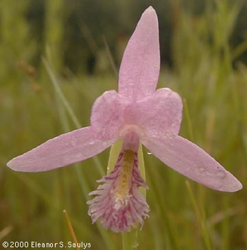 Pogonia ophioglossoides (L.) Ker-Gawl.