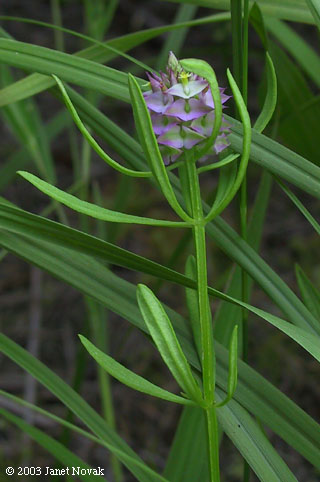 Polygala cruciata L.