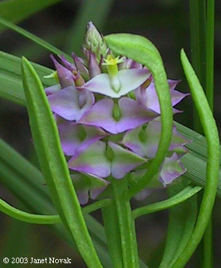 Polygala cruciata L.