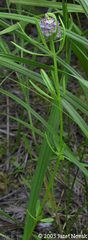 Polygala cruciata L.