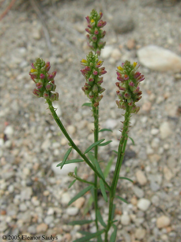 Polygala nuttallii Torr. & Gray