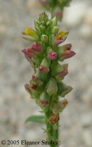 Polygala nuttallii Torr. & Gray
