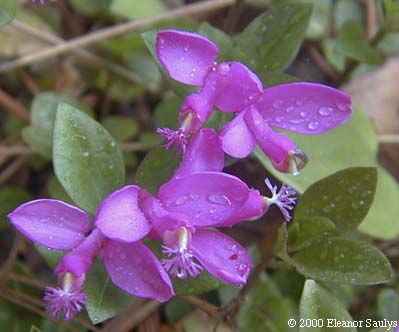 Polygala paucifolia Willd.