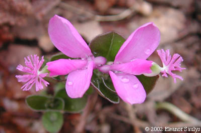 Polygala paucifolia Willd.