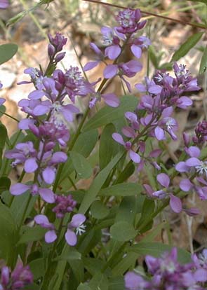 Polygala polygama Walt.