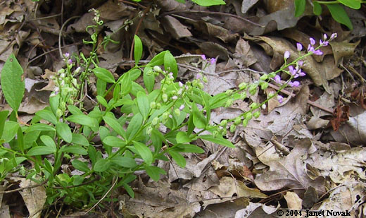 Polygala polygama Walt.