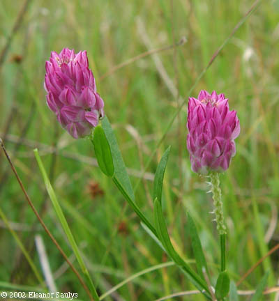Polygala sanguinea L.