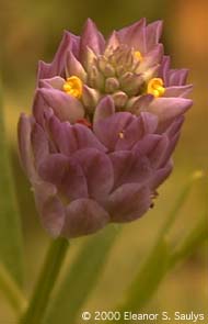 Polygala sanguinea L.