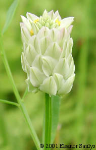 Polygala sanguinea L.