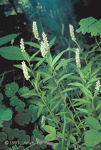 Polygala senega L.
