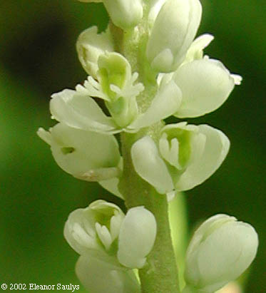 Polygala senega L.
