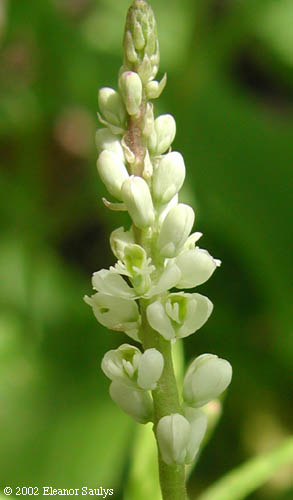 Polygala senega L.