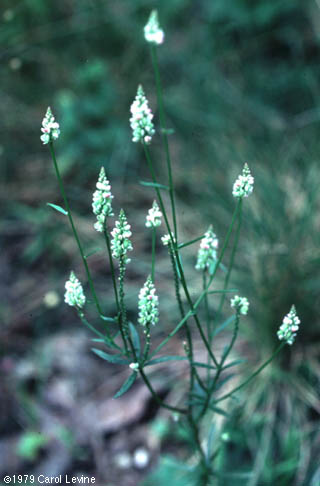 Polygala verticillata L.