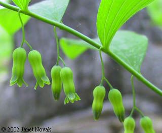 Polygonatum pubescens (Willd.) Pursh