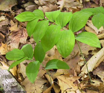Polygonatum pubescens (Willd.) Pursh