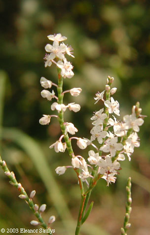 Polygonella articulata (L.) Meisn.