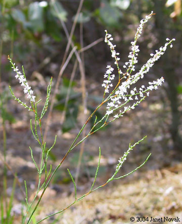 Polygonella articulata (L.) Meisn.