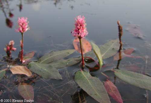 Polygonum amphibium L.